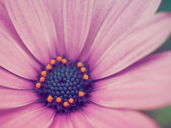 Daisy Art Print featuring the photograph A Flower for You... by Yuka Kato