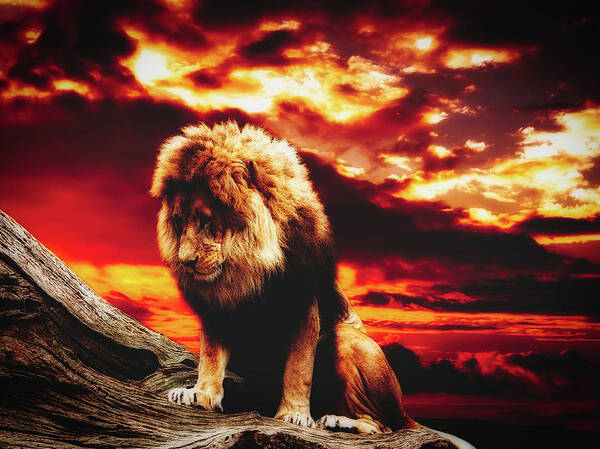 Lion Art Print featuring the photograph A Lion's Prayer by Mountain Dreams