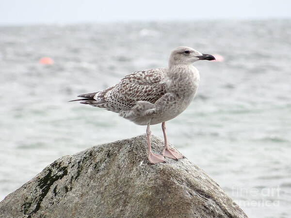 Gull Art Print featuring the photograph A moment of rest by Karin Ravasio