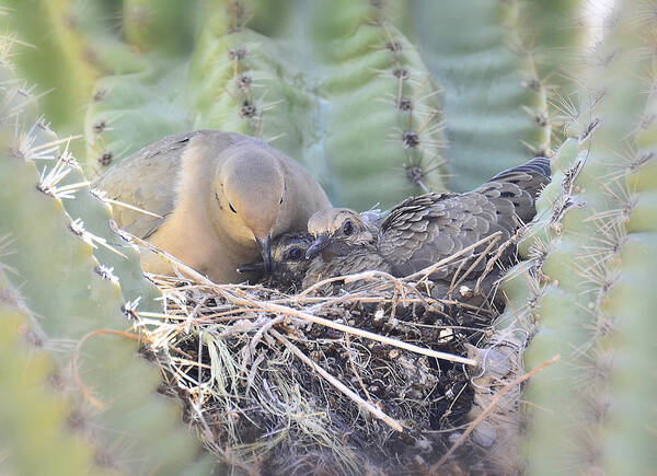 Mourning Dove Art Print featuring the photograph A Mother's Love by Saija Lehtonen