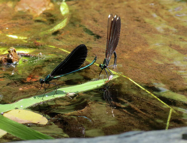 Damselfly Art Print featuring the photograph A pair alight by Azthet Photography