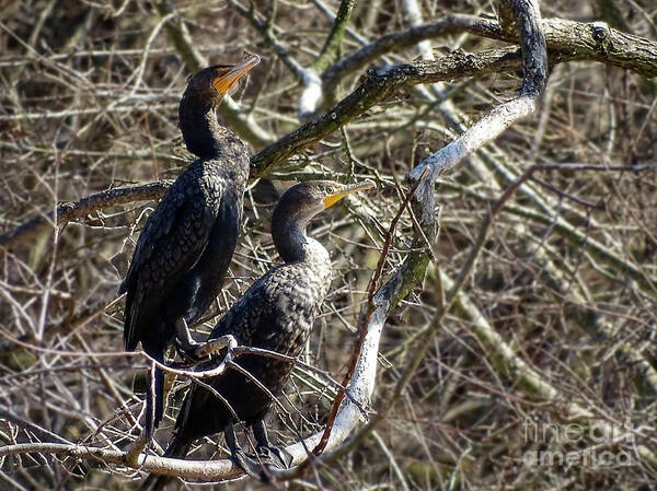 Irds Art Print featuring the photograph A Pair Of Cormorants by Melissa Messick