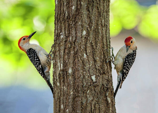 Birds Art Print featuring the photograph A Pair of Red Belly Woodpeckers by Cathy Kovarik