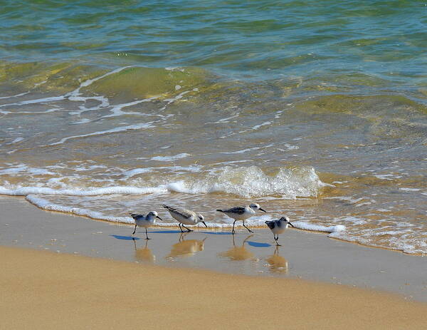 Sandpiper Art Print featuring the photograph A Quartet of Sandpipers at Water's Edge by Carla Parris