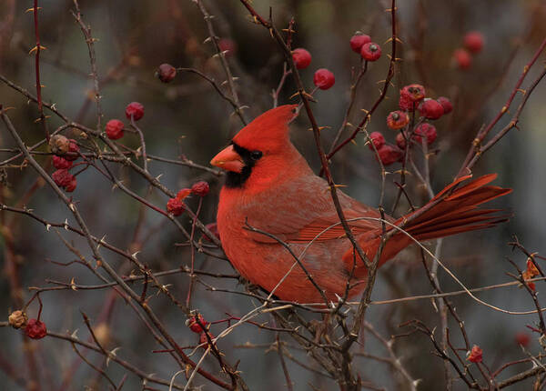 Bird Art Print featuring the photograph A Rose Among Thorns by Jody Partin