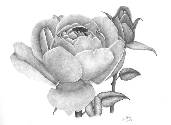 Rose Art Print featuring the drawing A Rose Bloom by Patricia Hiltz