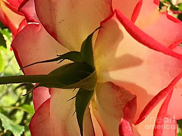 Floral Art Print featuring the photograph A Rosy Perspective by Carol Riddle