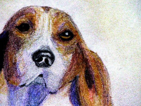 Foxhound Art Print featuring the drawing A Soulful Hound by Angela Davies