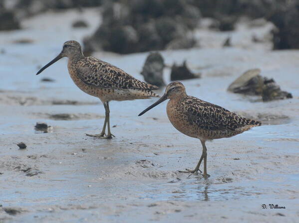 Dowitcher Art Print featuring the photograph A Walk in the Mud... by Dan Williams