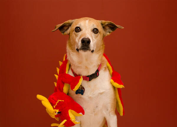 Pet Angel Photography Art Print featuring the photograph Abbie and a Dragon by Irina ArchAngelSkaya