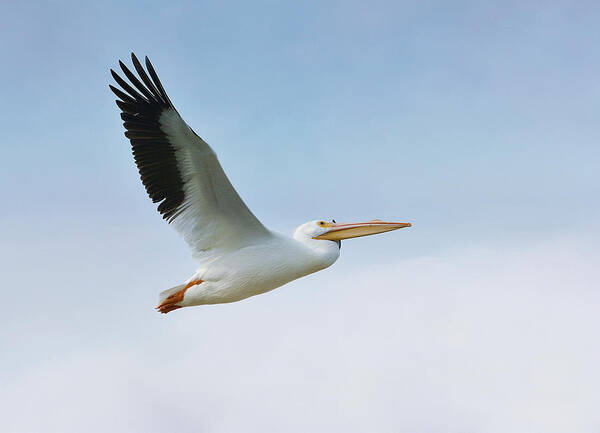 American White Pelican Art Print featuring the photograph Above The Clouds by Fraida Gutovich