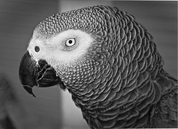 Parrot Art Print featuring the photograph African Grey Parrot by Venetia Featherstone-Witty