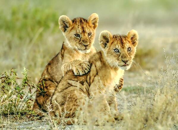 Lion Art Print featuring the painting African Lion Cubs by Maciek Froncisz