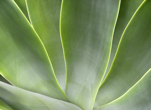 Agave Art Print featuring the photograph Agave Leaves by Rich Franco