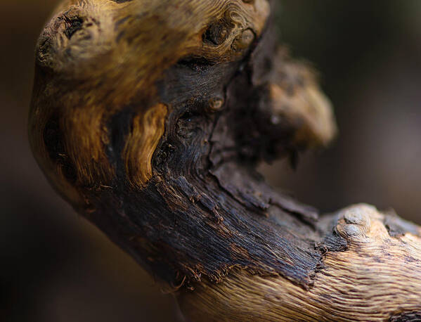 Drift Wood Art Print featuring the photograph Ageing by Robert McKay Jones