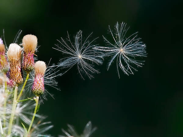 Air Dance Art Print featuring the photograph Air Dance by Leif Sohlman