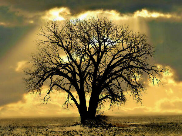 Tree Art Print featuring the photograph All that Remains by Julie Hamilton
