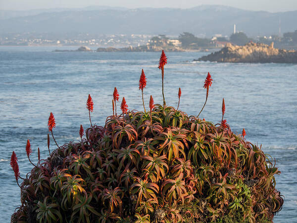 Aloe Art Print featuring the photograph Aloe Over Monterey by Derek Dean