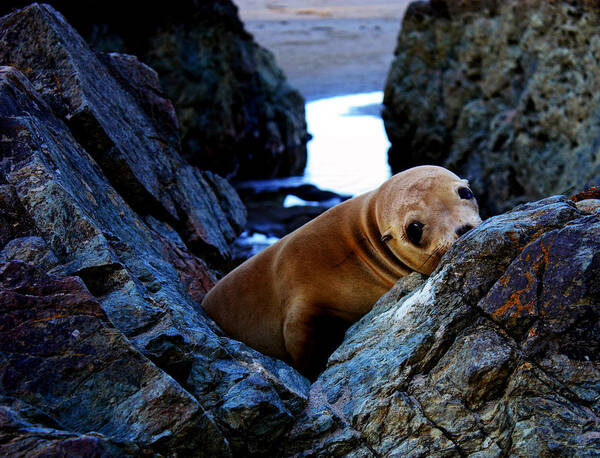 Baby Sea Lion Art Print featuring the photograph Alone by Kami McKeon