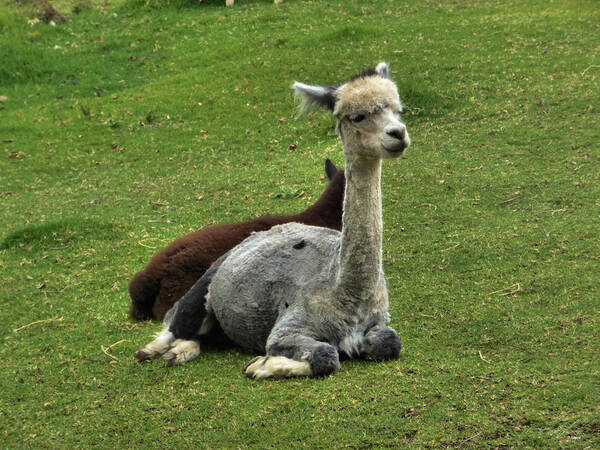 Portrait Art Print featuring the photograph Alpacas by Michael Blaine