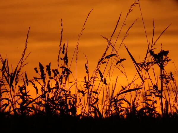 Sunset Art Print featuring the photograph Amber sundown meadow grass silhouette by Susan Baker