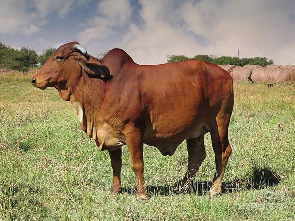 Animals Art Print featuring the photograph American Brahman Cow by Ella Kaye Dickey