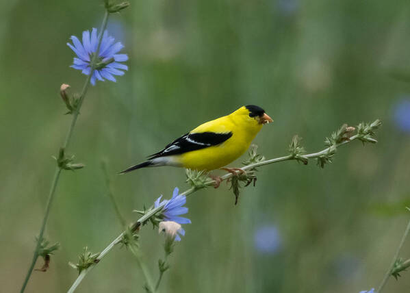 American Goldfinch Art Print featuring the photograph American Goldfinch   by Holden The Moment