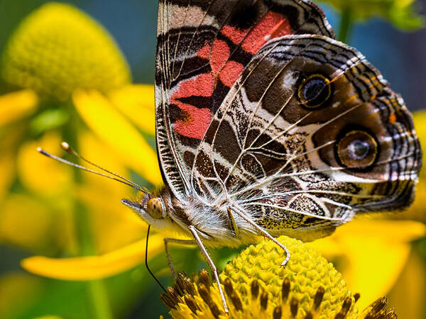 Butterfly Art Print featuring the photograph American Lady Butterfly by Brad Boland