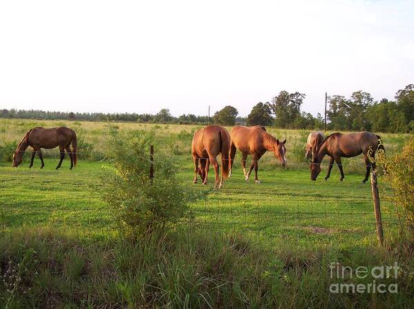 Horse Art Print featuring the photograph An Afternoon With Friends by Brandy Woods