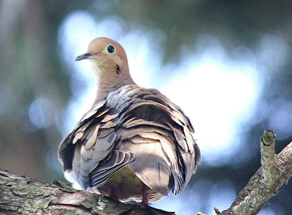 Angel Dove Art Print featuring the photograph Angel Dove by The Art Of Marilyn Ridoutt-Greene