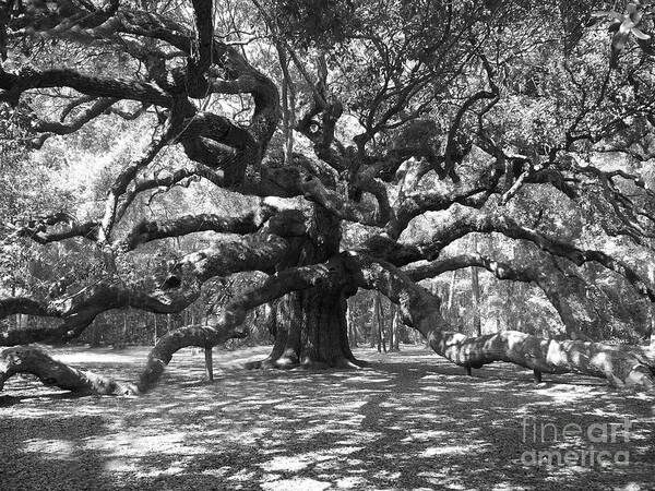 Black And White Art Print featuring the photograph Angel Oak Tree Black and White by Melanie Snipes