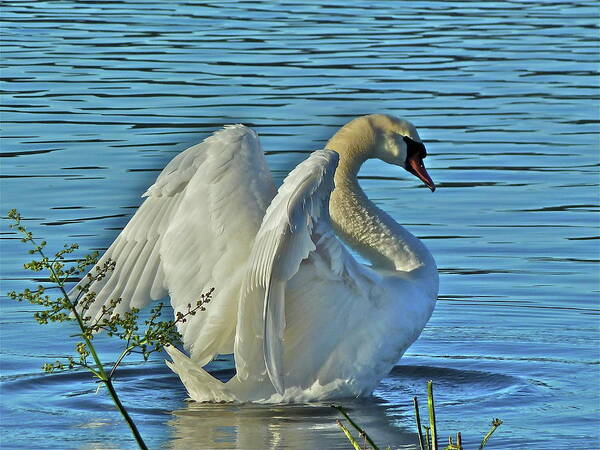 Swan Art Print featuring the photograph Angel Wings by Diana Hatcher