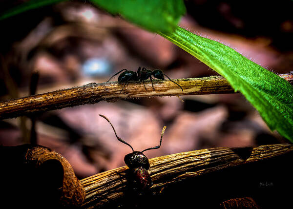 Ant Art Print featuring the photograph Ants Adventure by Bob Orsillo