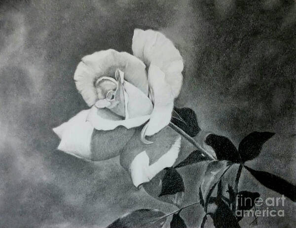 Rose Art Print featuring the drawing Aperitif Rose by Terri Mills