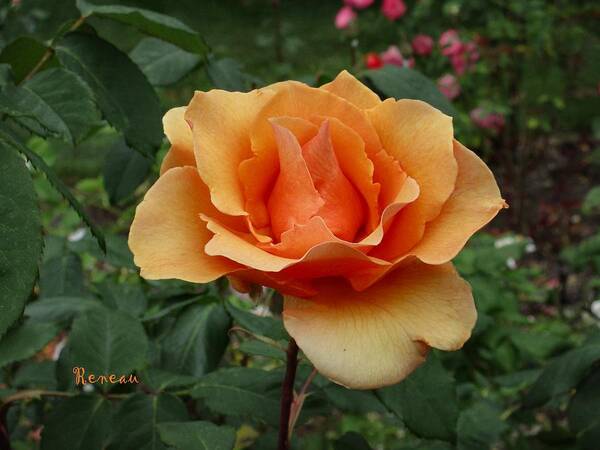 Flowers Art Print featuring the photograph Apricot Rose by A L Sadie Reneau