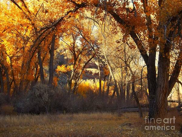 Fall Trees San Miguel Riparian Area Colorado Art Print featuring the digital art Arch of trees by Annie Gibbons