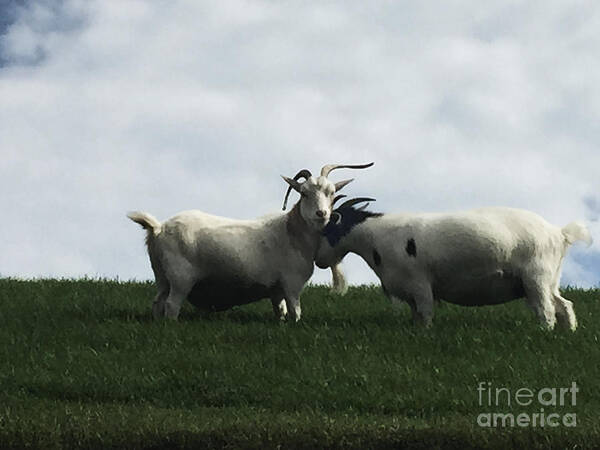 White Art Print featuring the photograph Art Goats I by Margie Hurwich