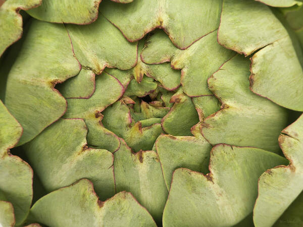 Artichoke Art Print featuring the photograph Artichoke by Wim Lanclus