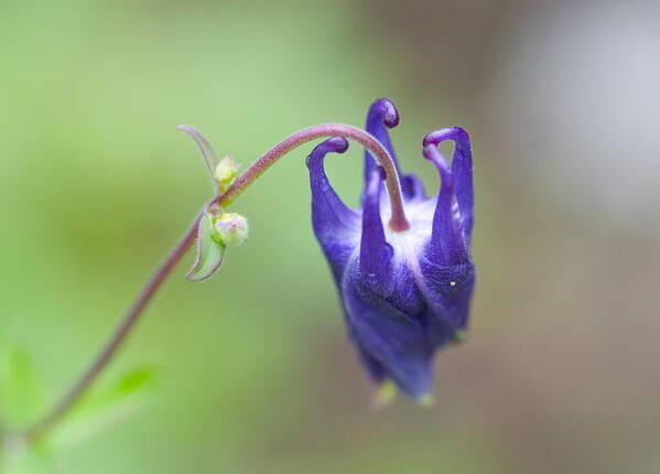 Columbine Art Print featuring the photograph As Life Unfolds by Chris Fleming