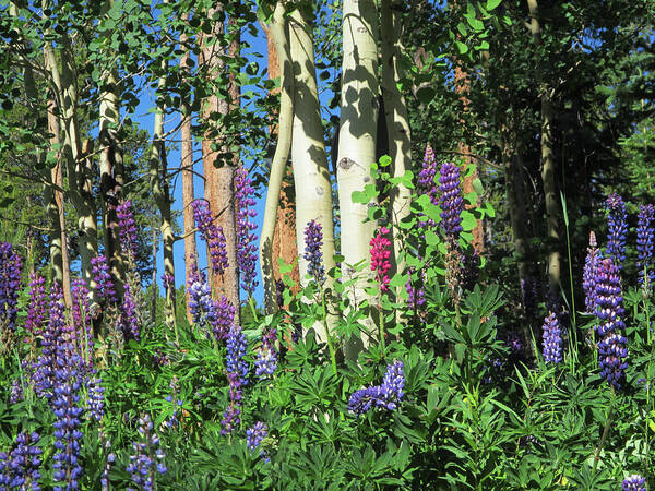 Lupine Art Print featuring the photograph Aspen and Lupine by Marilyn Hunt
