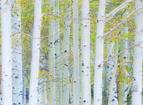 Fall Art Print featuring the photograph Aspen White by Jonathan Nguyen