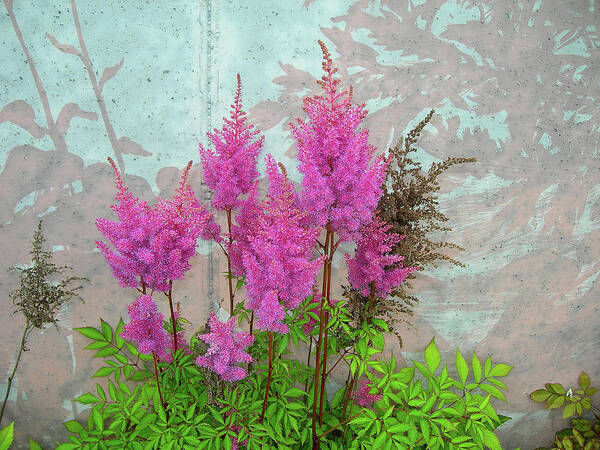 Astilbe Art Print featuring the photograph Astilbe and Shadows by Randy Rosenberger