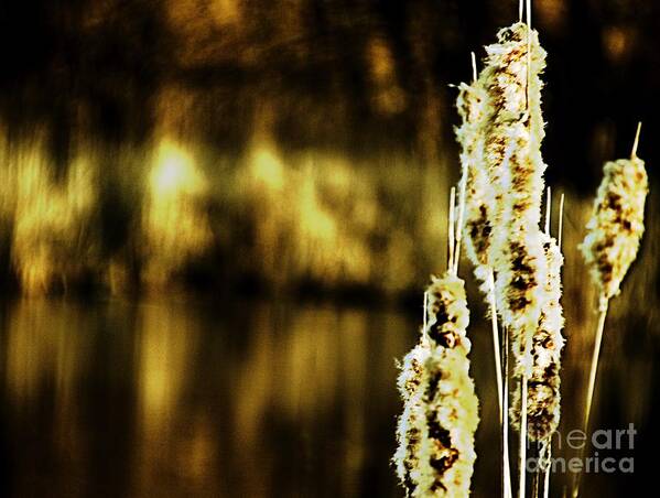 Cattails Art Print featuring the photograph At Water's Edge by Don Kenworthy