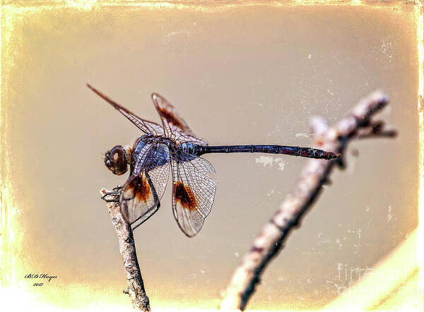 Dragonflies Art Print featuring the digital art Attached by DB Hayes