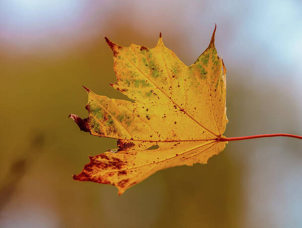 Leaf Art Print featuring the photograph Autumn #e by Leif Sohlman