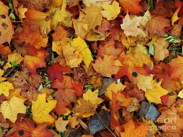 Leaves Art Print featuring the photograph Autumn in Canada by Reb Frost