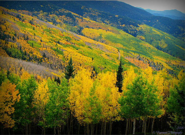 Quaking Aspen Art Print featuring the photograph Autumn in the Rockies by Aaron Burrows