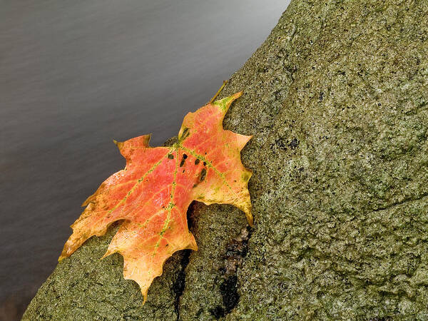 Autumn Art Print featuring the photograph Autumn Leaf Study by Jim DeLillo