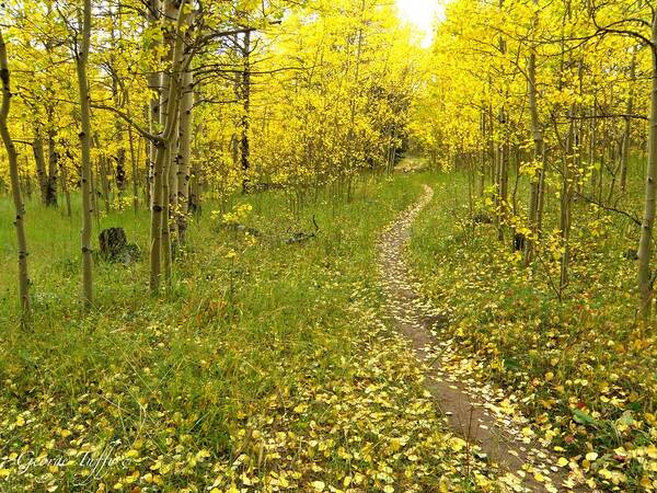 Colorado Rockymountains Autumn Golden Leaves Path Hike Walk Aspen Art Print featuring the photograph Autumn path by George Tuffy