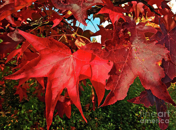 Autumn Red Leaves Art Print featuring the photograph Autumn Red Leaves by Jasna Dragun